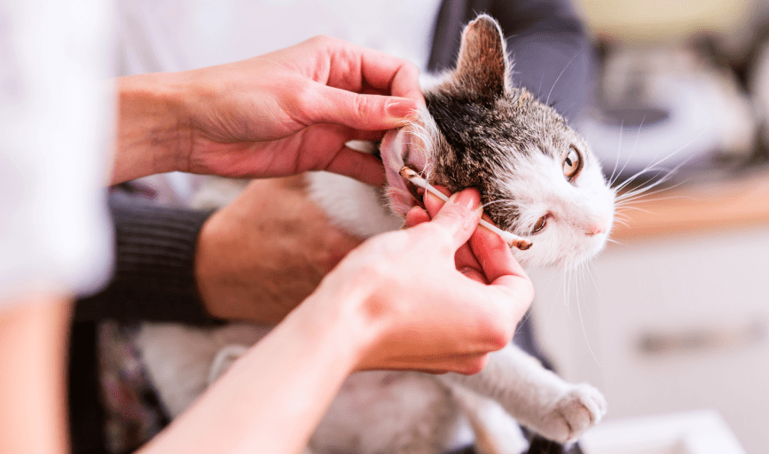 EAR CLEANING