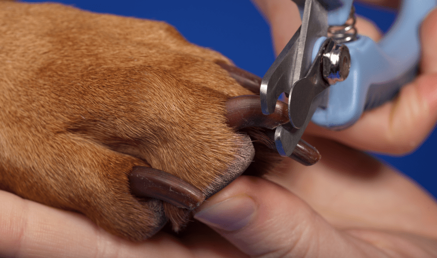 PET NAIL SERVICES